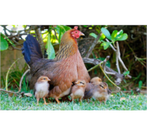 مرغ محلی بومی